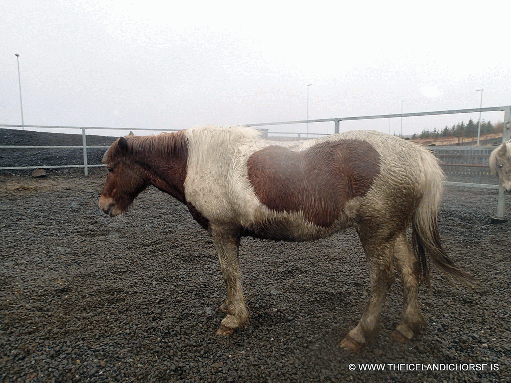 Icelandic horse at the stables of the Íslenski Hesturinn horse riding tours