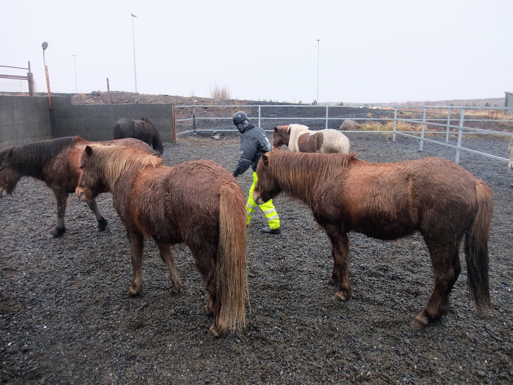 Icelandic horses and our tour guide at the stables of the Íslenski Hesturinn horse riding tours