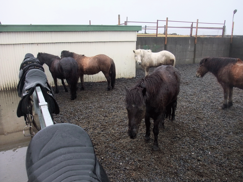 Icelandic horses at the stables of the Íslenski Hesturinn horse riding tours