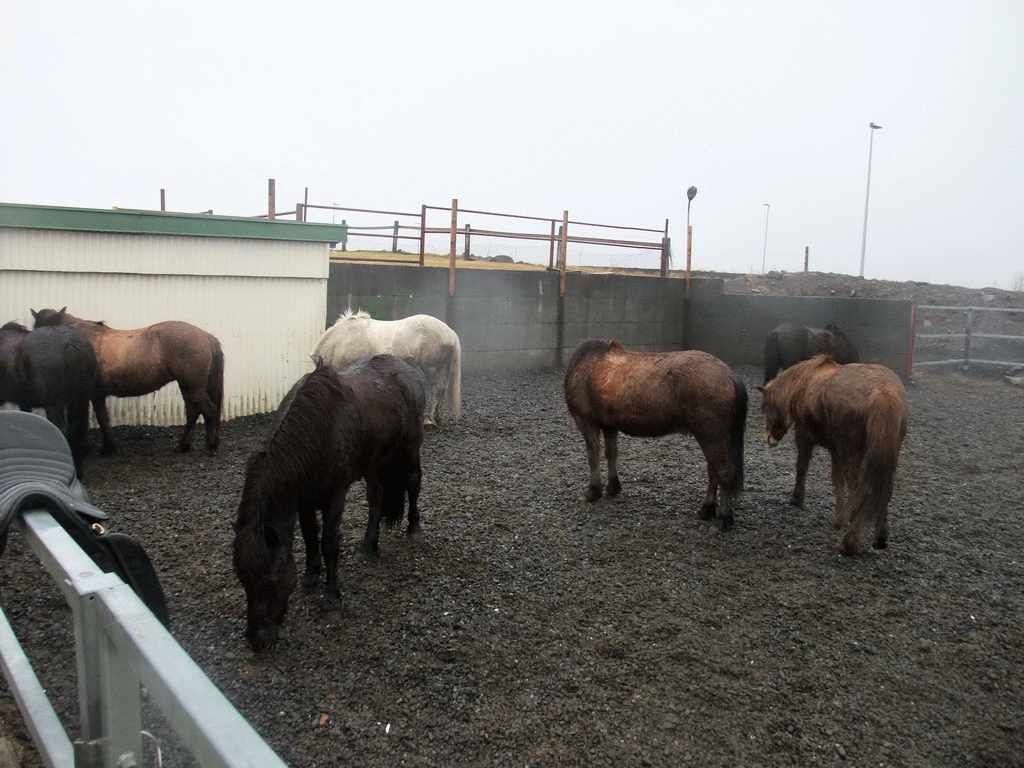 Icelandic horses at the stables of the Íslenski Hesturinn horse riding tours