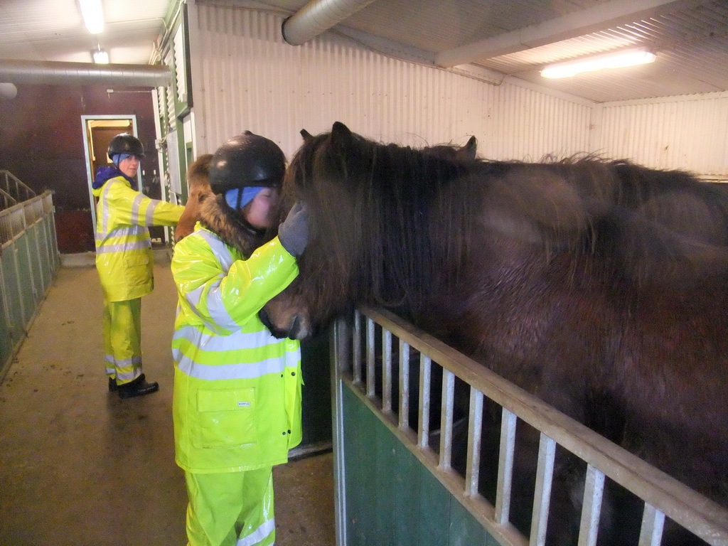 Miaomiao with icelandic horses at the stables of the Íslenski Hesturinn horse riding tours