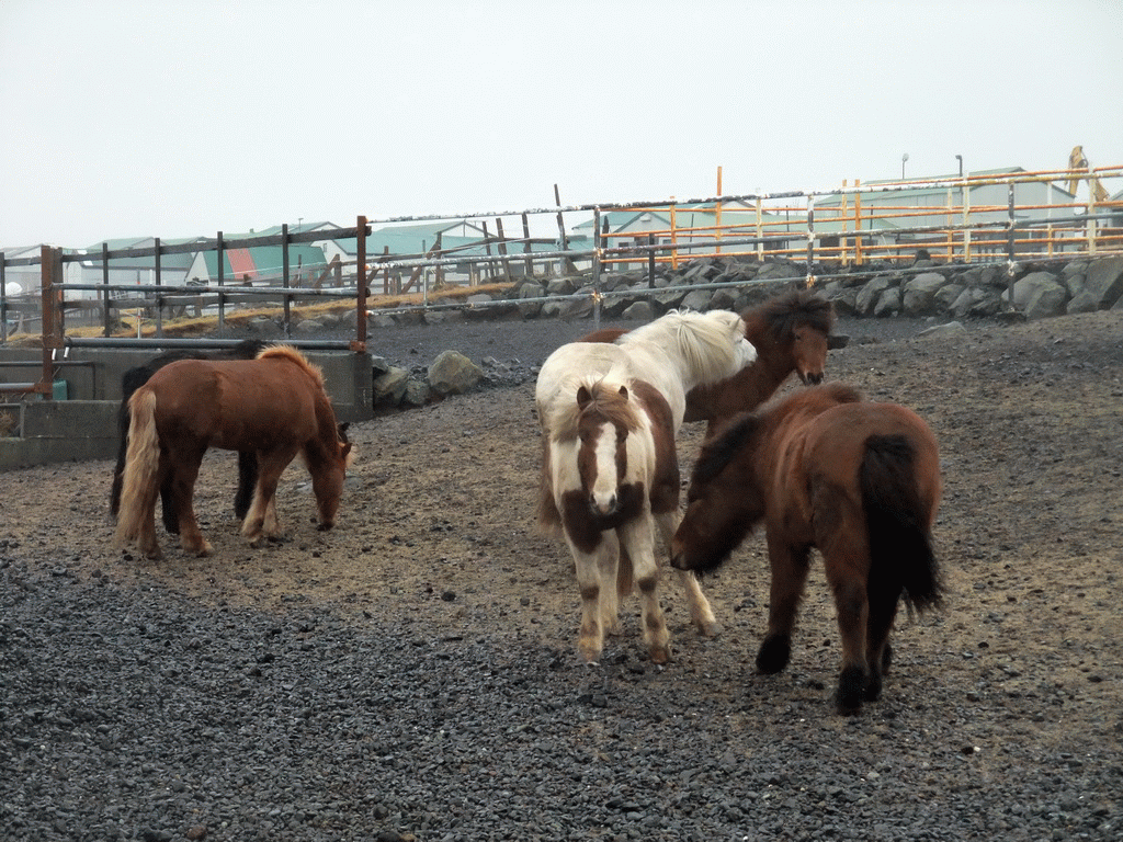 Icelandic horses at the stables of the Íslenski Hesturinn horse riding tours