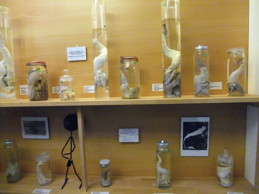 Penises from several species in the Icelandic Phallological Museum