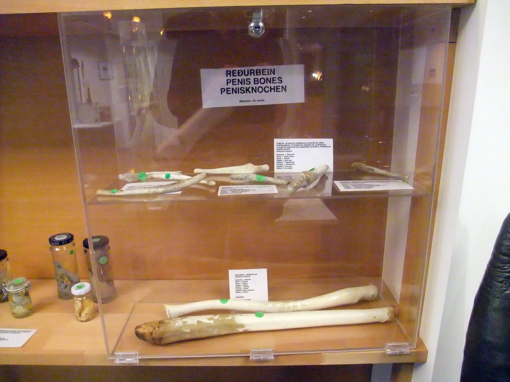 Penis bones in the Icelandic Phallological Museum