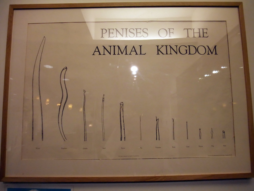 Information on penises of the animal kingdom, in the Icelandic Phallological Museum