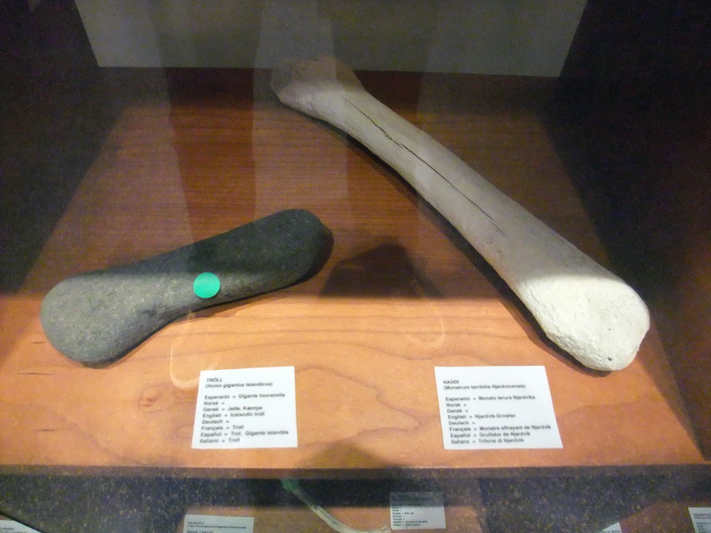 Penis bones in the Icelandic Phallological Museum
