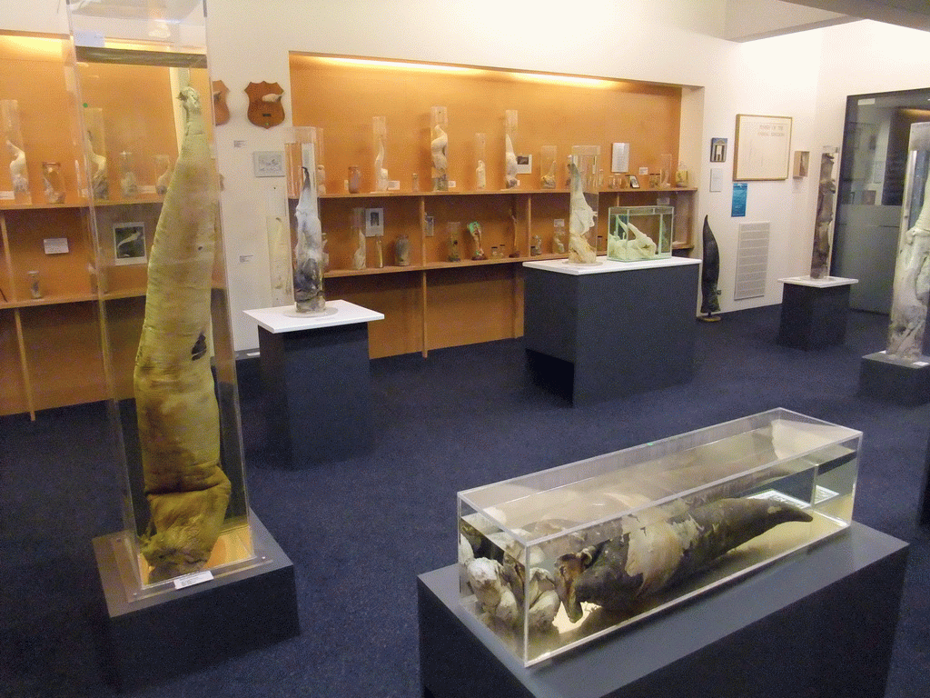 Interior of the Icelandic Phallological Museum
