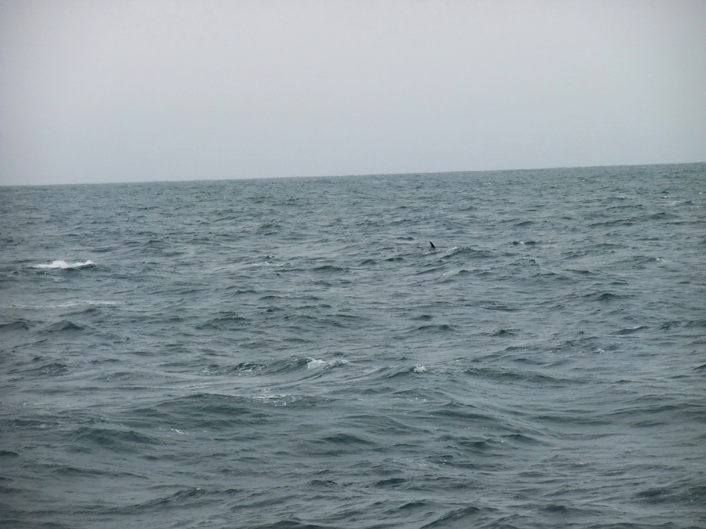 Dolphin in the Atlantic Ocean, viewed from the Whale Watching Tour Boat