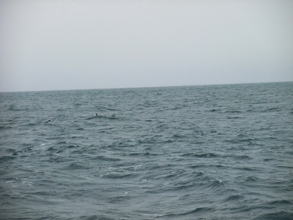 Dolphin in the Atlantic Ocean, viewed from the Whale Watching Tour Boat