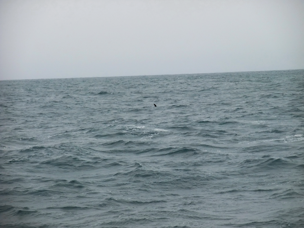 Dolphin in the Atlantic Ocean, viewed from the Whale Watching Tour Boat