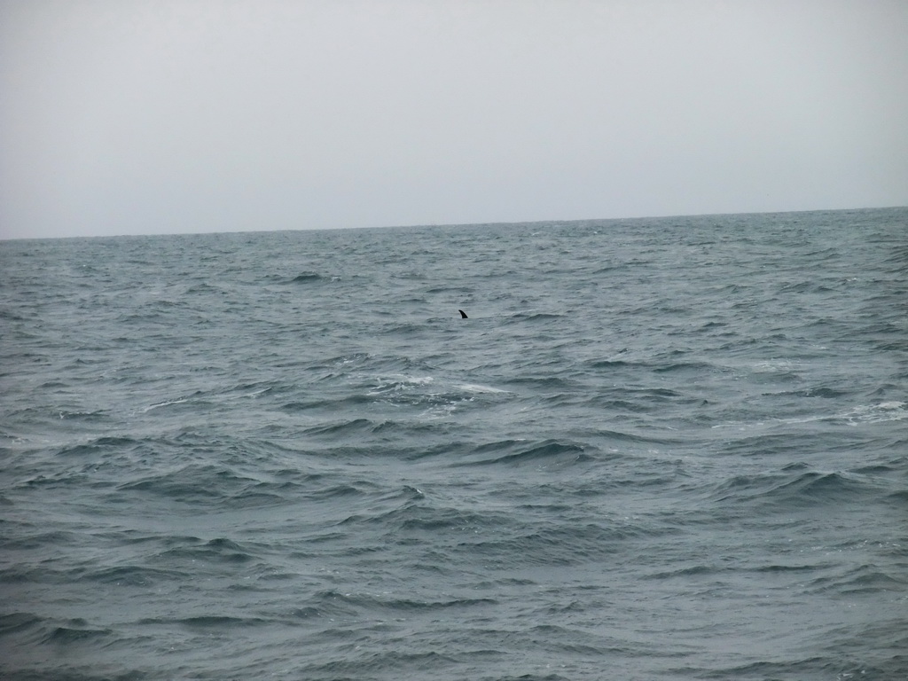 Dolphin in the Atlantic Ocean, viewed from the Whale Watching Tour Boat