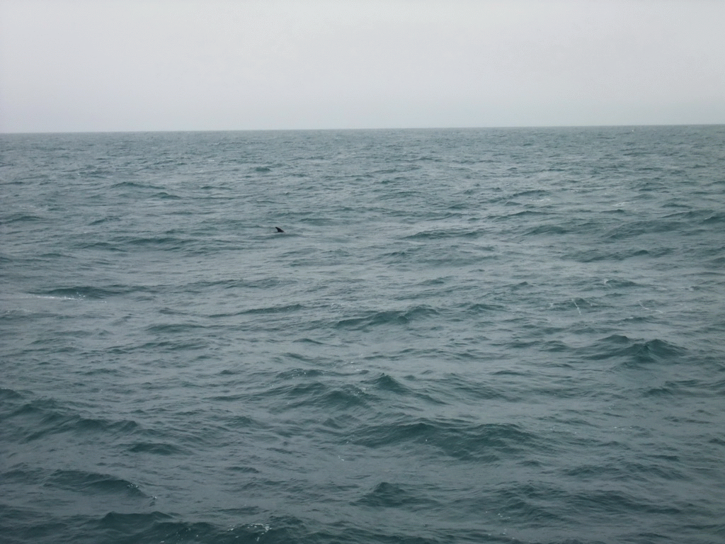 Dolphin in the Atlantic Ocean, viewed from the Whale Watching Tour Boat