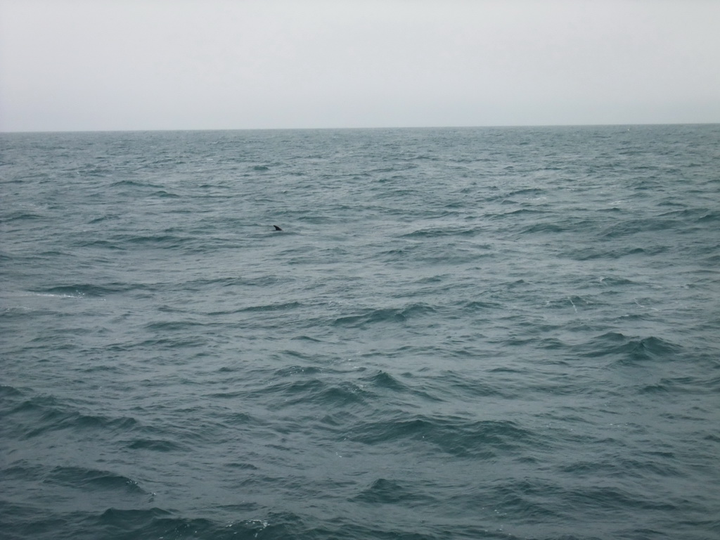 Dolphin in the Atlantic Ocean, viewed from the Whale Watching Tour Boat