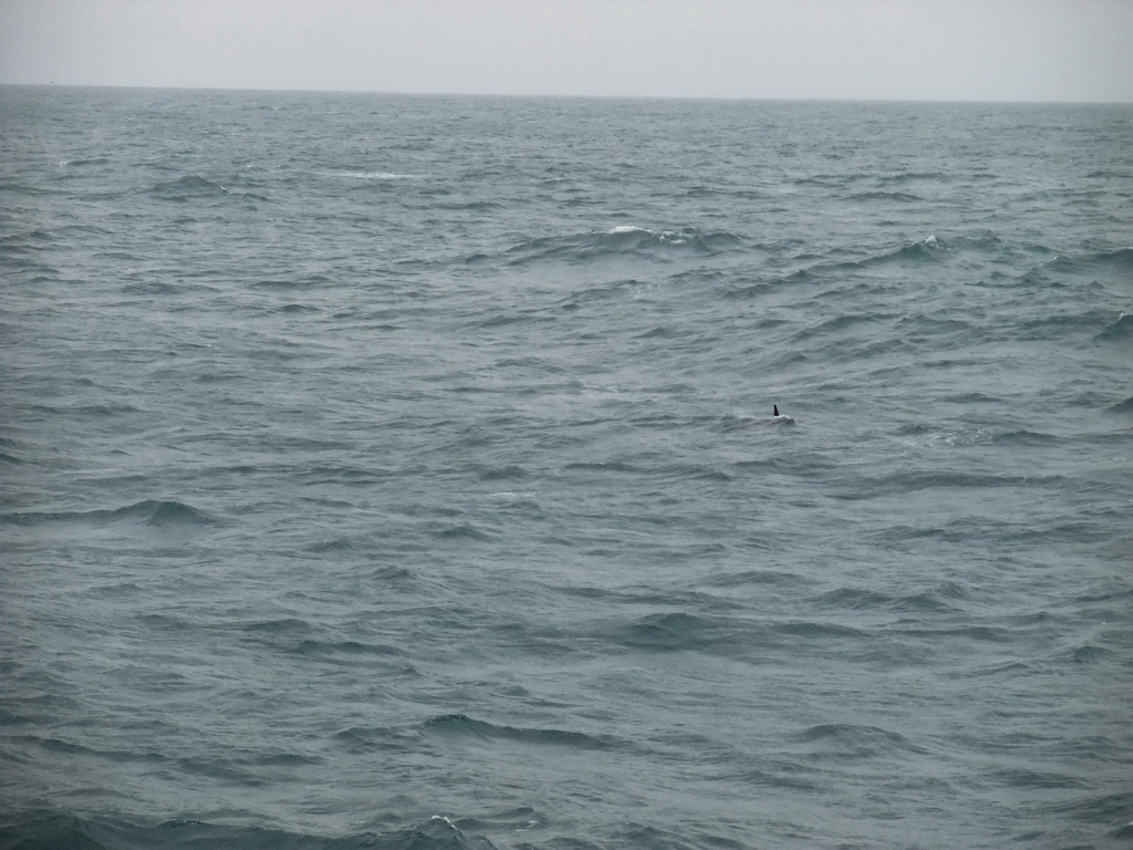 Dolphin in the Atlantic Ocean, viewed from the Whale Watching Tour Boat