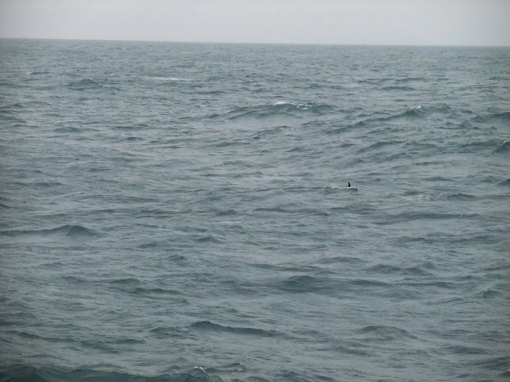 Dolphin in the Atlantic Ocean, viewed from the Whale Watching Tour Boat