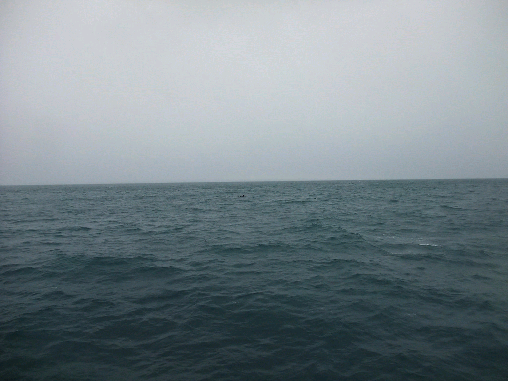 Dolphin in the Atlantic Ocean, viewed from the Whale Watching Tour Boat