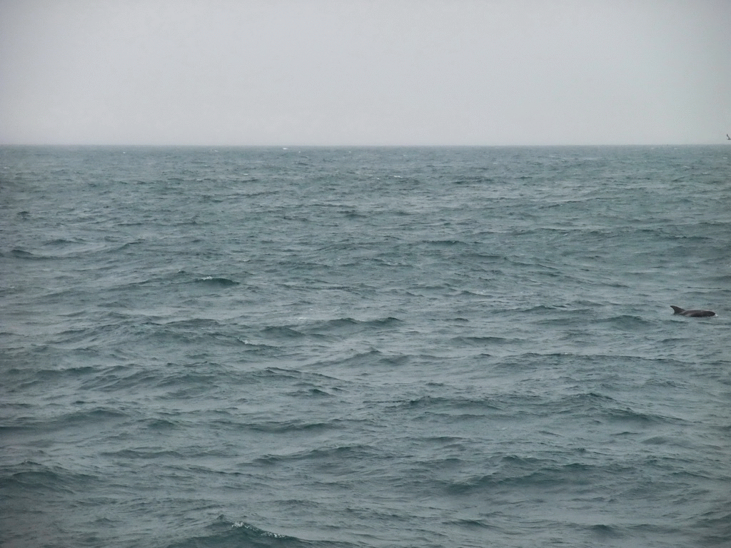 Dolphin in the Atlantic Ocean, viewed from the Whale Watching Tour Boat