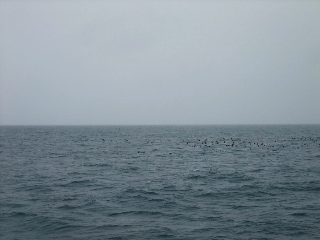 Birds at the Atlantic Ocean, viewed from the Whale Watching Tour Boat