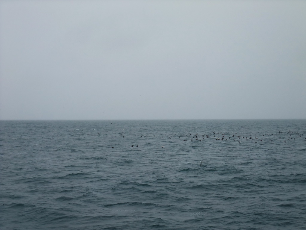Birds at the Atlantic Ocean, viewed from the Whale Watching Tour Boat