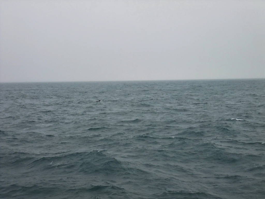 Dolphin in the Atlantic Ocean, viewed from the Whale Watching Tour Boat