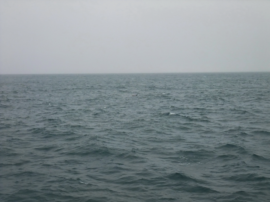 Dolphin in the Atlantic Ocean, viewed from the Whale Watching Tour Boat