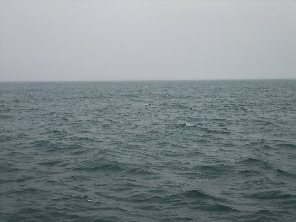 Dolphin in the Atlantic Ocean, viewed from the Whale Watching Tour Boat