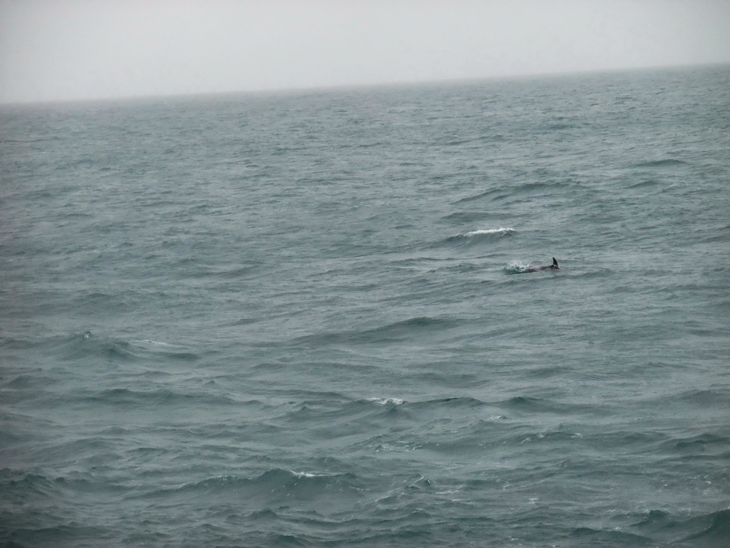 Dolphin in the Atlantic Ocean, viewed from the Whale Watching Tour Boat