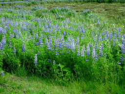 Flowers along the Reykjanesbraut road, viewed from the rental car