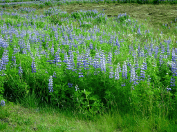 reykjavik_2_012 - 566 kb - 1024x768 - Flowers along the Reykjanesbraut road, viewed from the rental car Flowers along the Reykjanesbraut road, viewed from the rental car