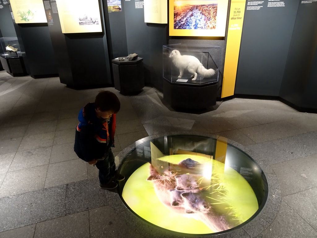 Max with a stuffed Arctic Fox at the Wonders of Iceland exhibition at the Ground Floor of the Perlan building