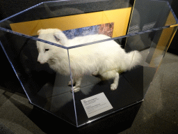 Stuffed Arctic Fox at the Wonders of Iceland exhibition at the Ground Floor of the Perlan building, with explanation