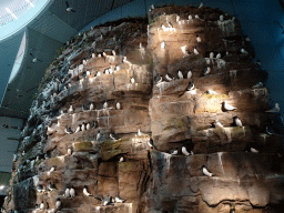 Model of the Látrabjarg Cliff at the Wonders of Iceland exhibition at the Ground Floor of the Perlan building