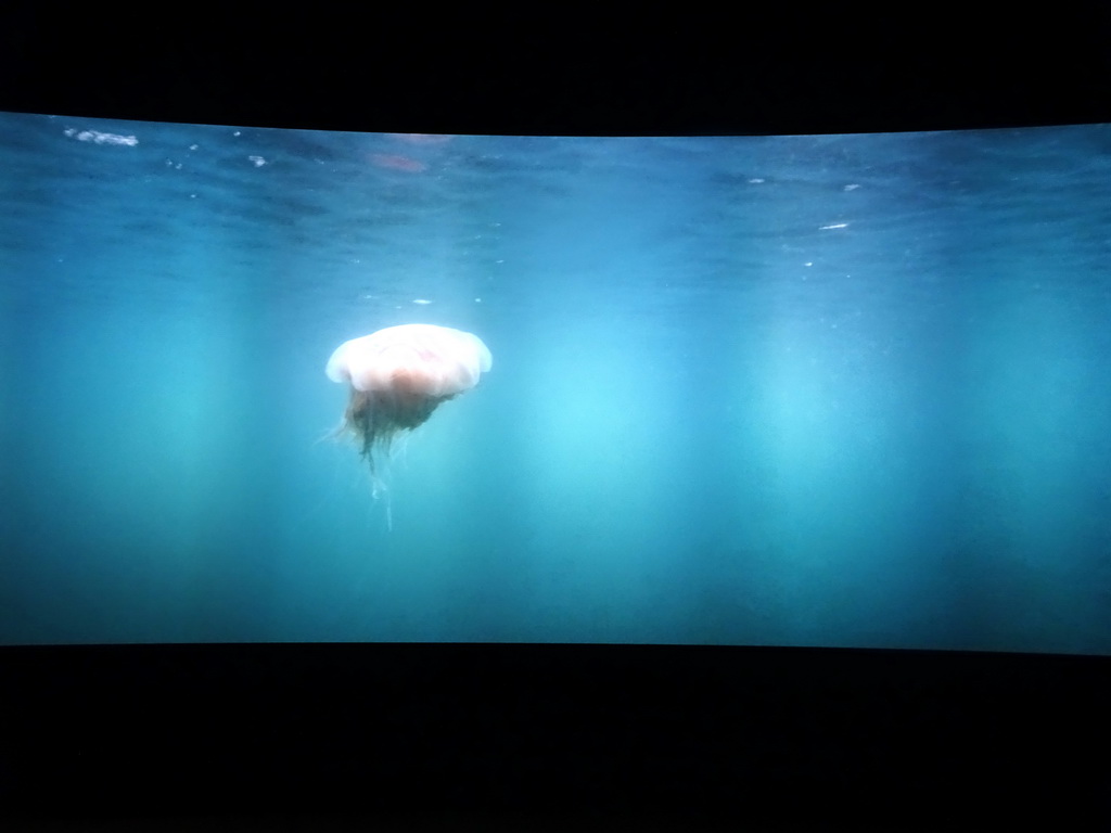 Virtual aquarium with a jellyfish at the Wonders of Iceland exhibition at the Ground Floor of the Perlan building