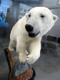 Stuffed Polar Bear at the Wonders of Iceland exhibition at the Ground Floor of the Perlan building