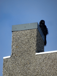 Raven on top of the Einar Jónsson Museum, viewed from the Einar Jónsson Sculpture Garden