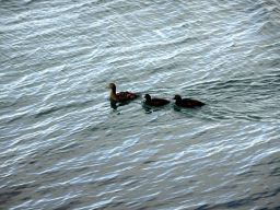 Ducks in the Atlantic Ocean, veiwed from the Sculpture and Shore Walk