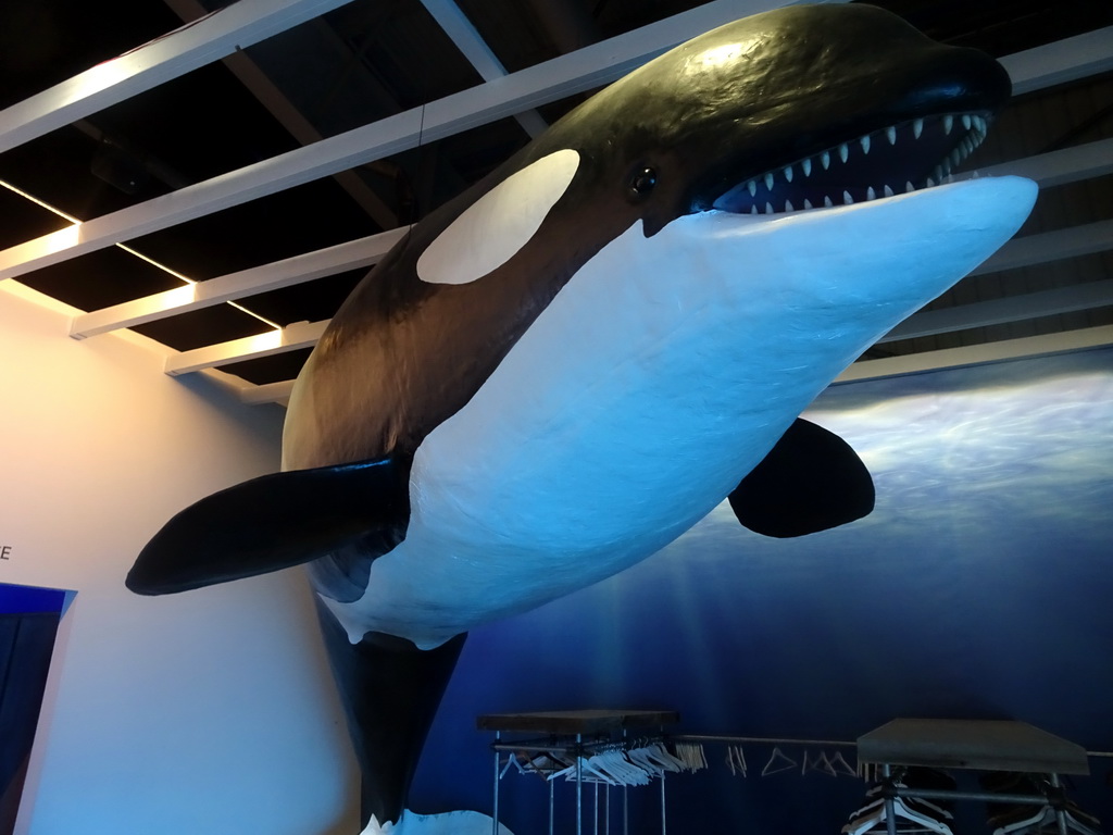 Statue of an Orca in the lobby of the Whales of Iceland exhibition