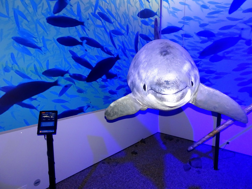 Statue of a Striped Dolphin at the Whales of Iceland exhibition