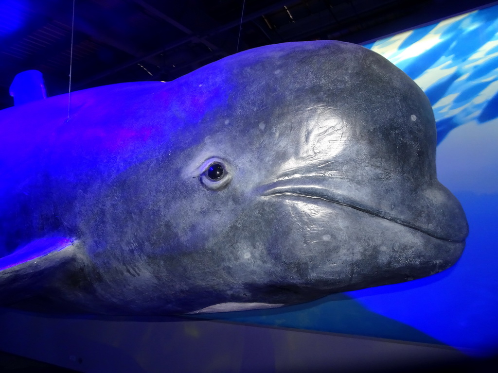 Statue of a Northern Bottlenose at the Whales of Iceland exhibition
