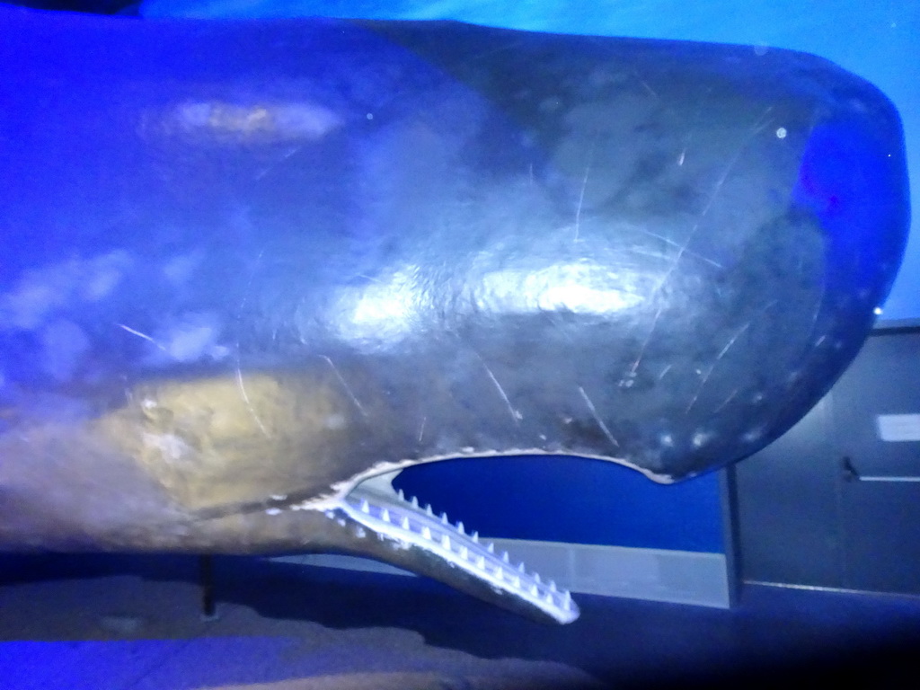 Statue of a Sperm Whale at the Whales of Iceland exhibition