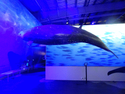 Statue of a Cuvier`s Beaked Whale at the Whales of Iceland exhibition