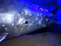 Statue of a Gray Whale at the Whales of Iceland exhibition