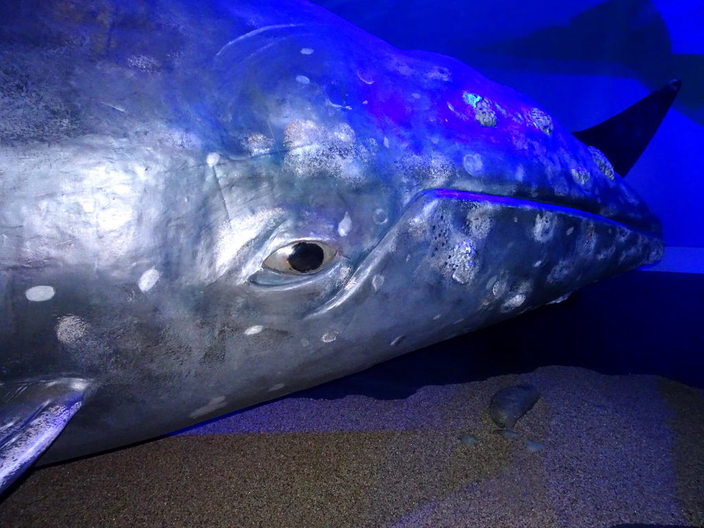 Statue of a Gray Whale at the Whales of Iceland exhibition