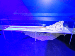 Skull of a Narwhal at the Whales of Iceland exhibition