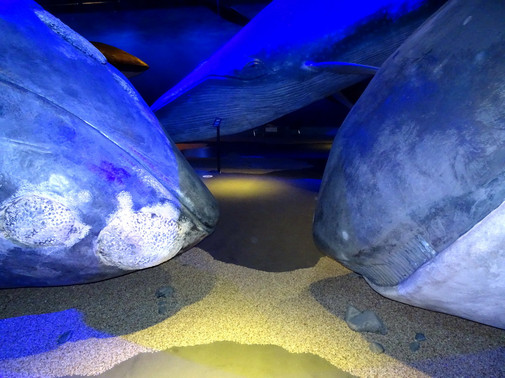 Statues of a Gray Whale, a Blue Whale and a Bowhead Whale at the Whales of Iceland exhibition