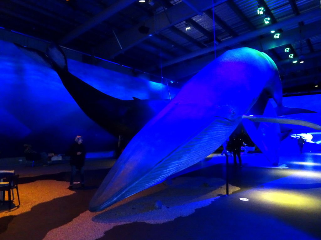 Statue of a Blue Whale at the Whales of Iceland exhibition