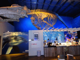 Skeleton of a Whale hanging above the coffee bar at the Whales of Iceland exhibition