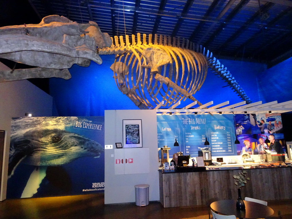 Skeleton of a Whale hanging above the coffee bar at the Whales of Iceland exhibition