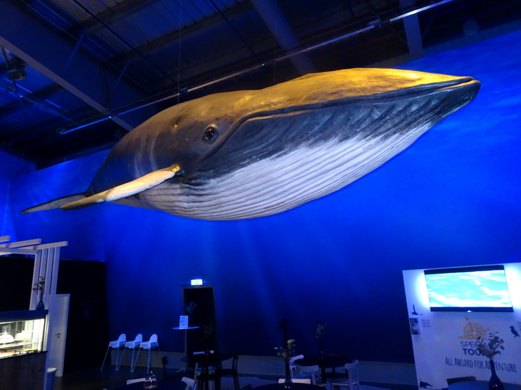 Statue of a Fin Whale at the Whales of Iceland exhibition