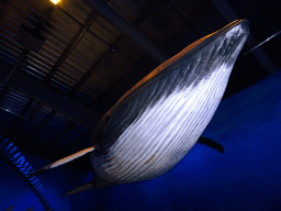 Statue of a Fin Whale at the Whales of Iceland exhibition